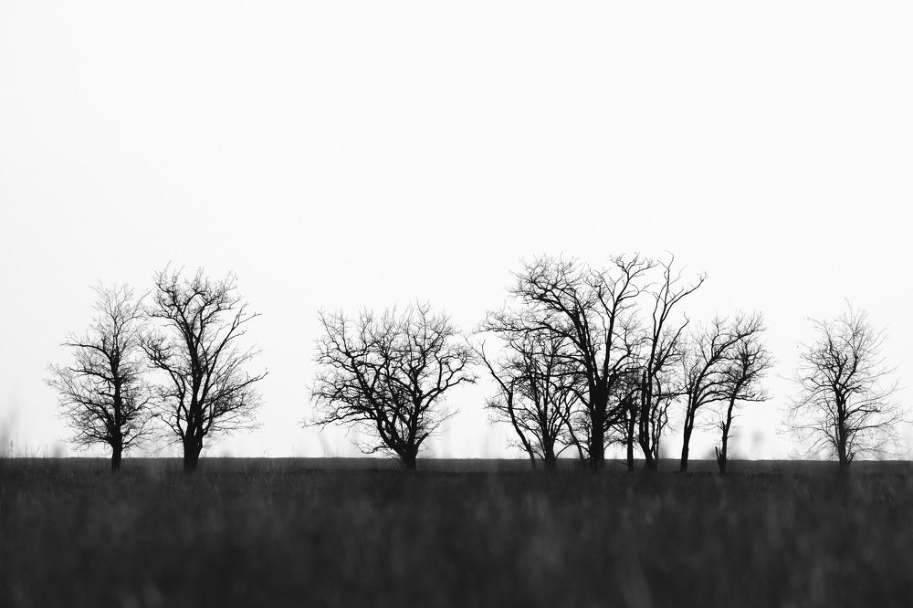 Простота степи