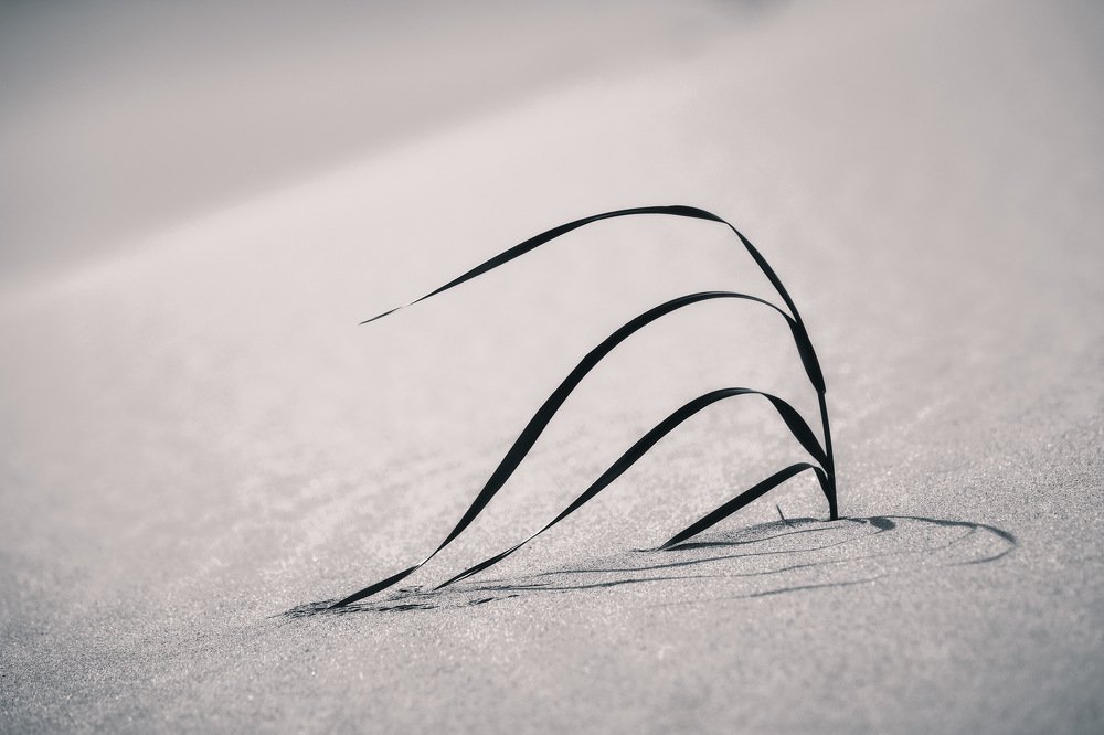 Обитатель пустынь