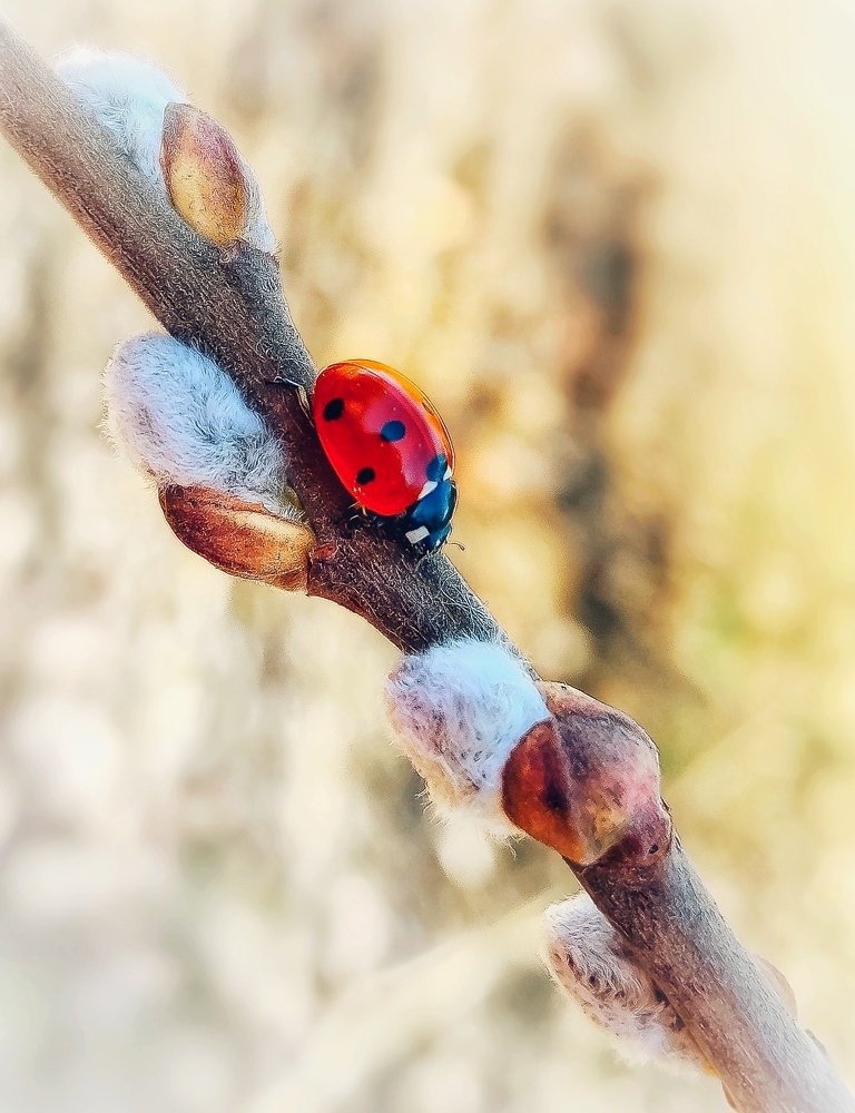 Пробуждение весны