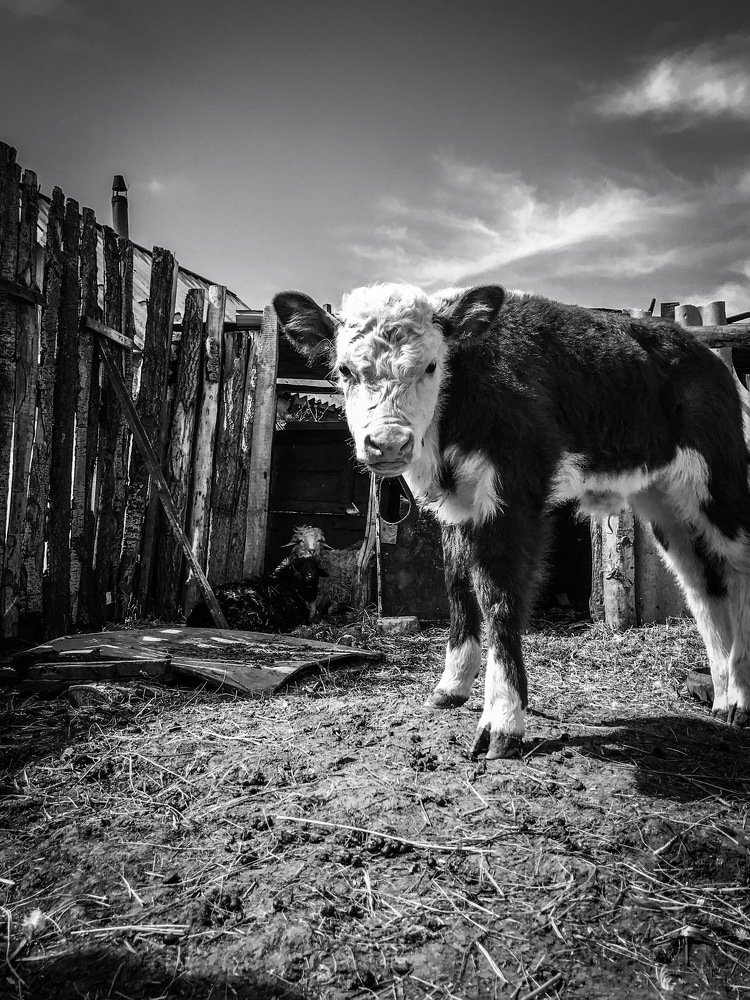 Cow in small village