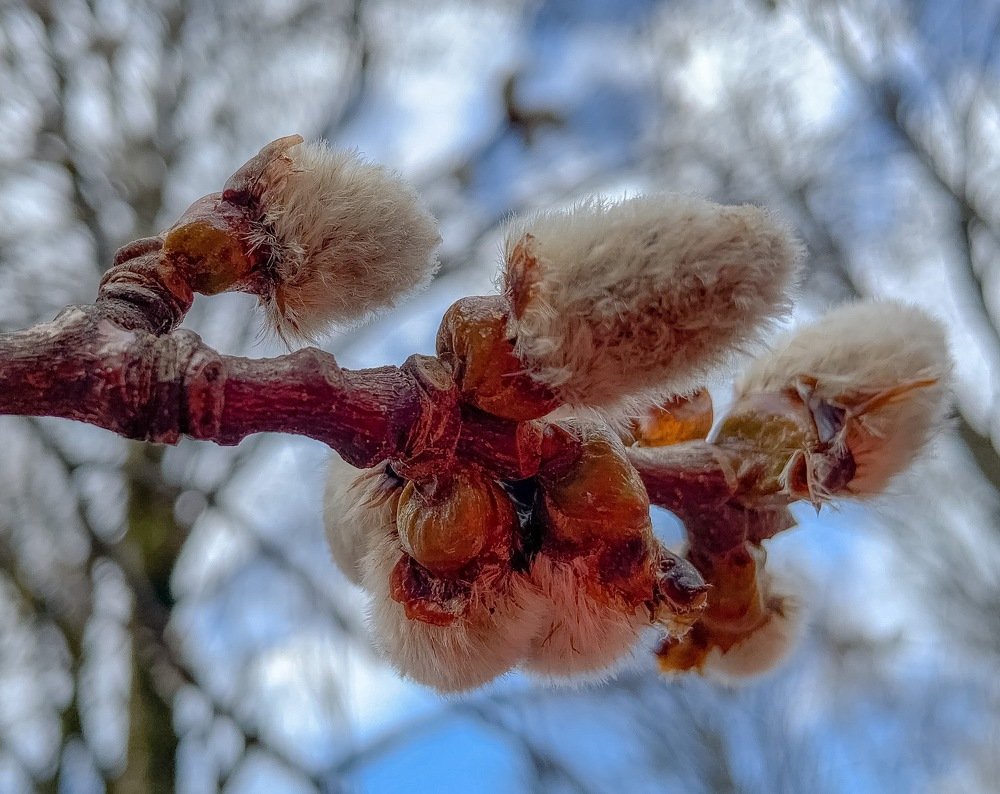Первые радости весны