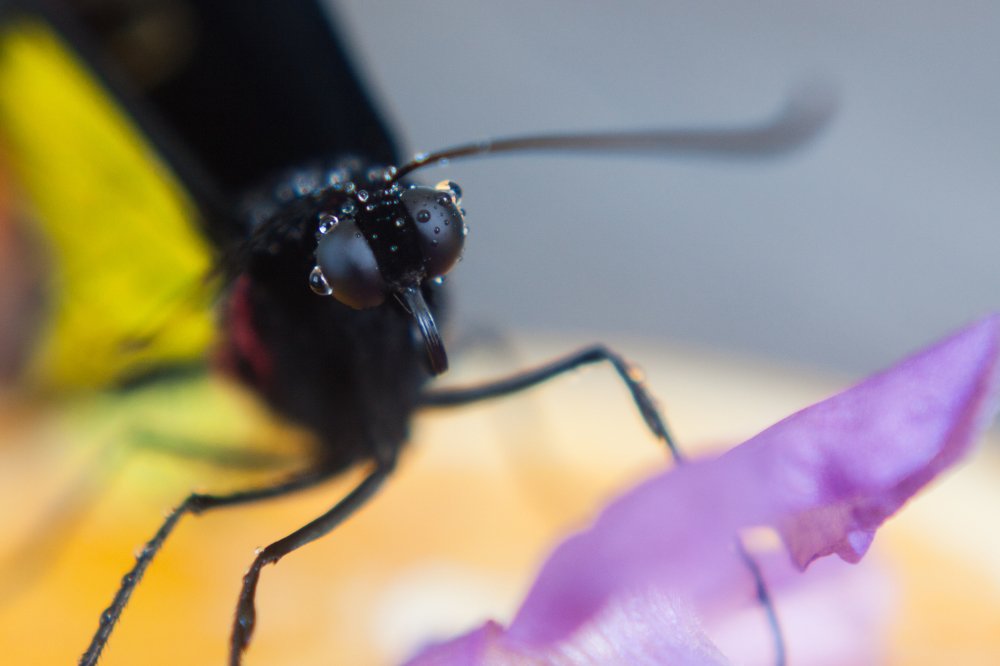 Милая гостья