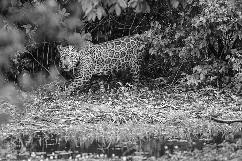 Jaguar in the forest