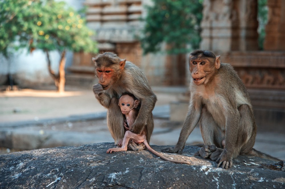 обезьяны Грузия