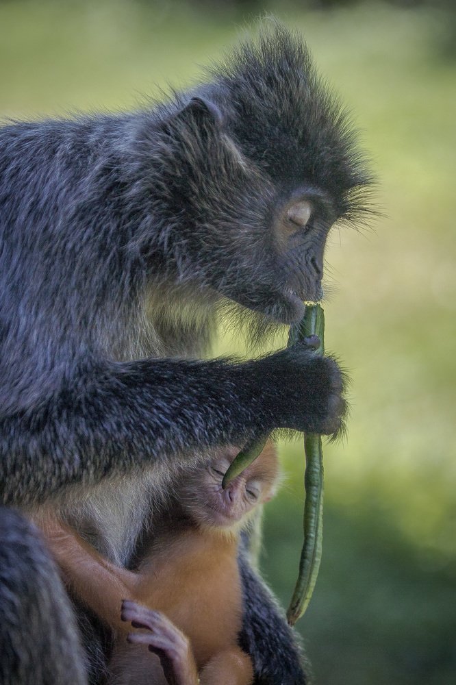 Мартышка с острова Борнео с детёнышем