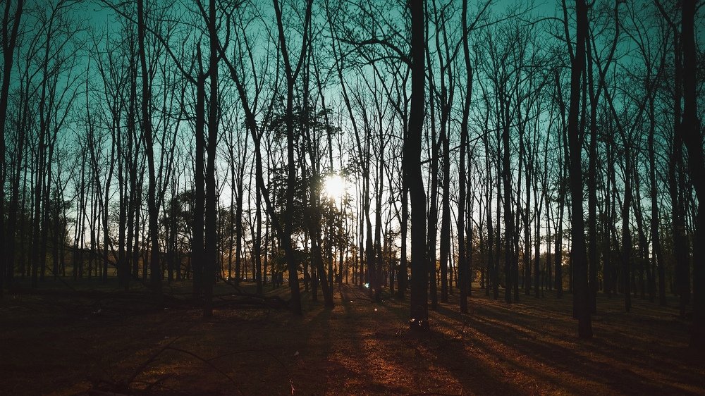 Sunset among he trees