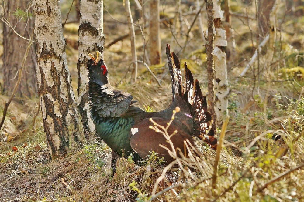 Глухариный ток