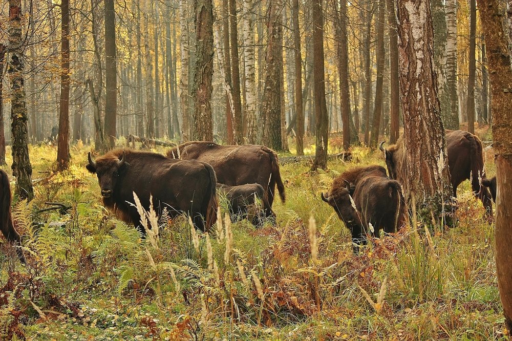 Стадо зубров