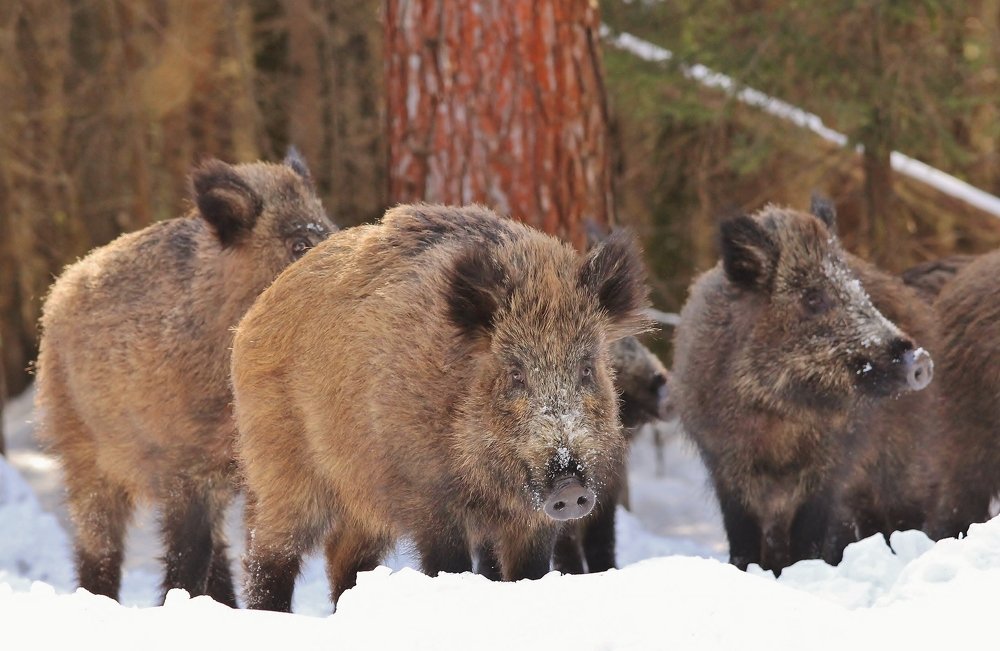 Встревоженное стадо