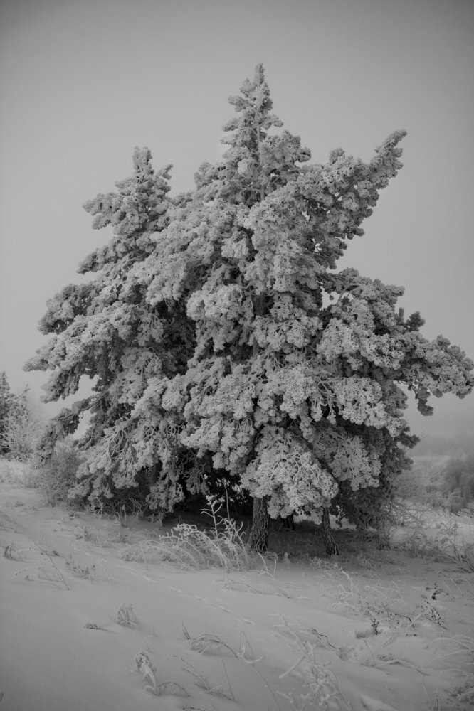 после пурги