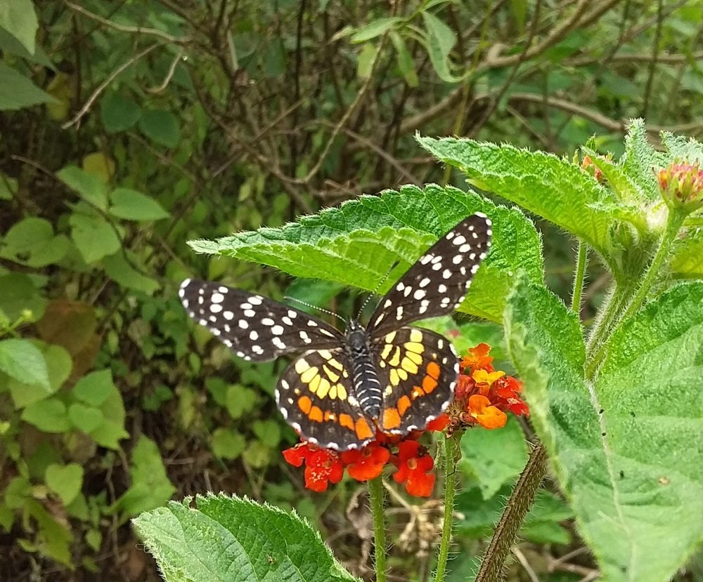 Red-spotted Patch Chlosyne melitaeoides