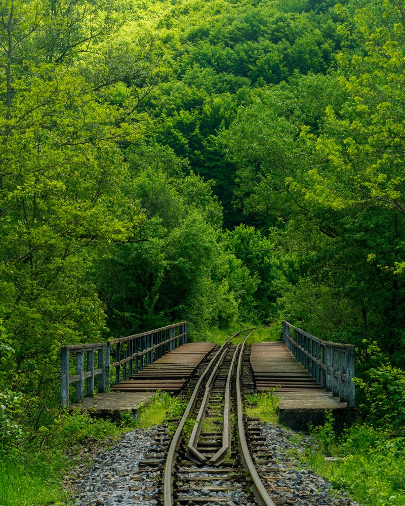 Tracks in the forest
