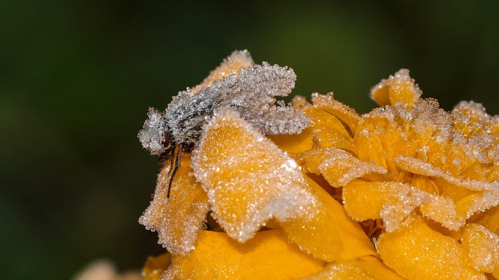 Снежная королева...