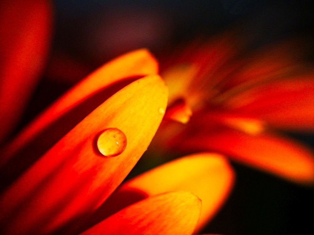 Gerbera level Vizcseppel