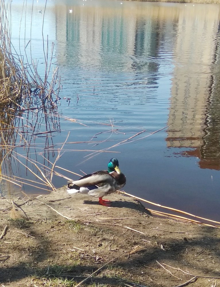 Фотография автора Светлана Дунаева