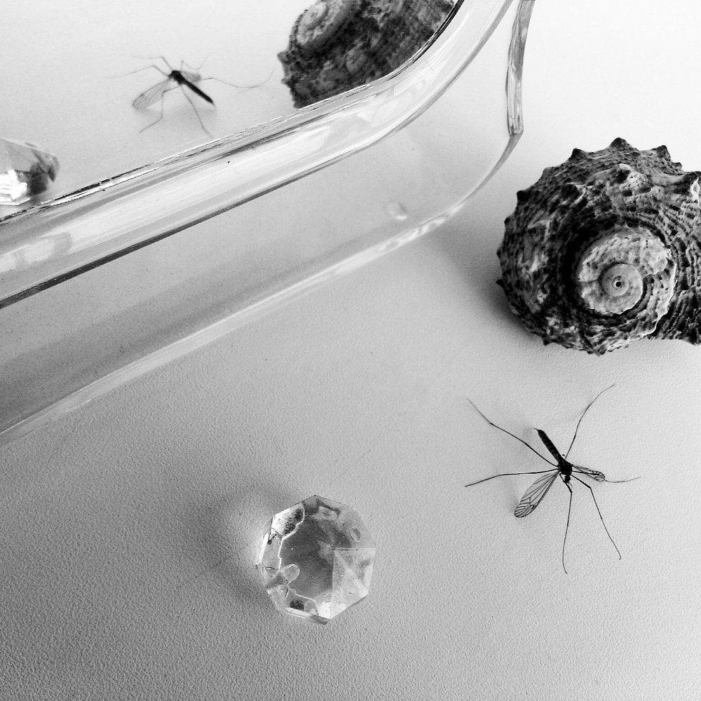 Натюрморт с комаром...