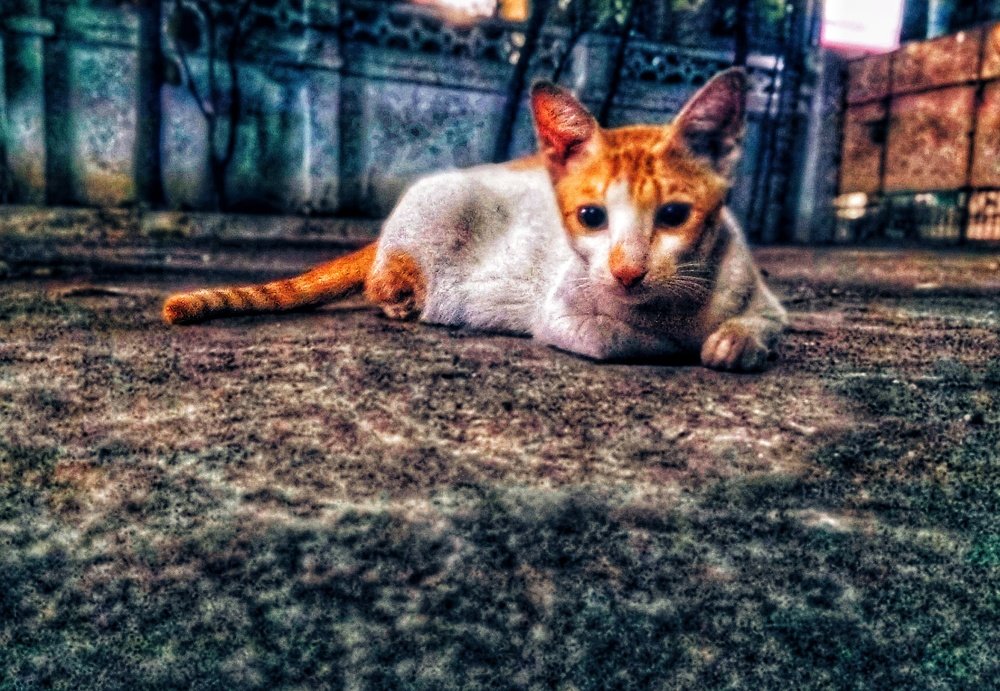 Looking into the lens