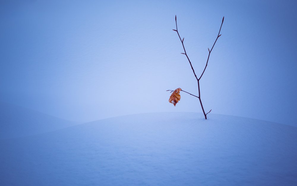 The last leaf