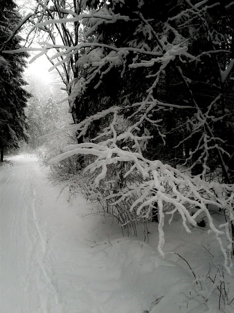 Photograph by Людмила М