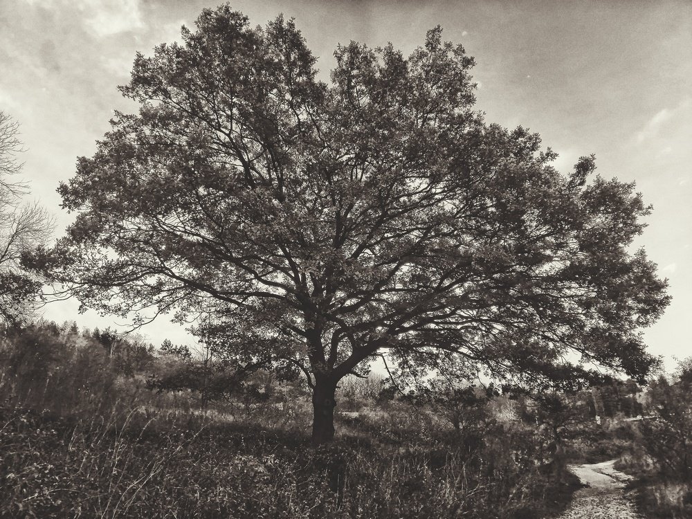 Accidental coincidence •