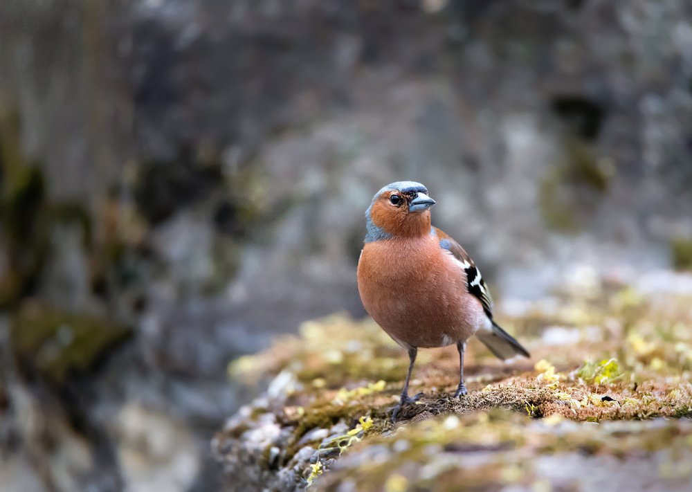 Зяблик на камне