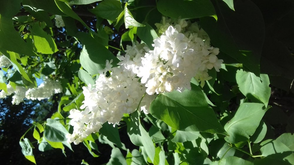 Белая сирень на чёрном кладбище