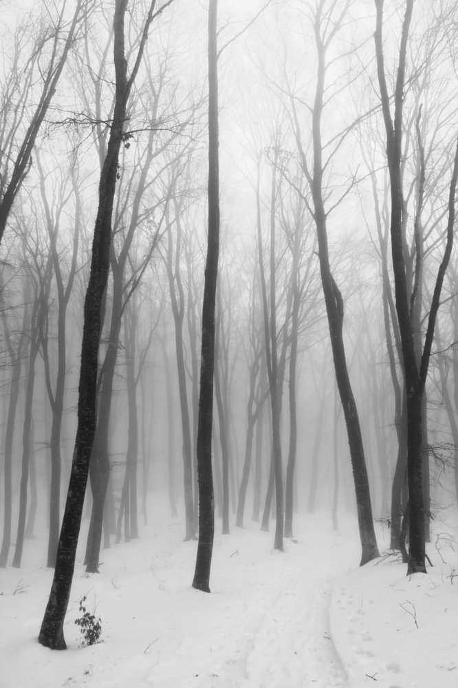 Белое безмолвие