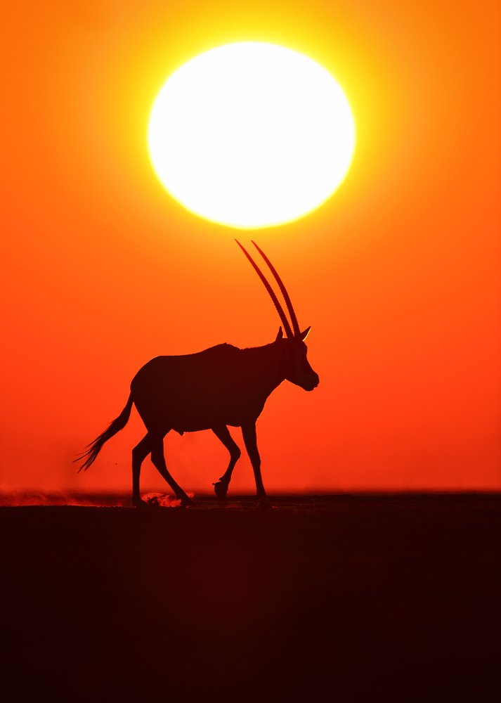 Orix and Sunset - UAE Desert
