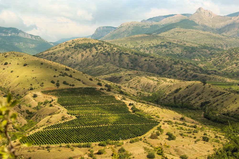 Виноградник