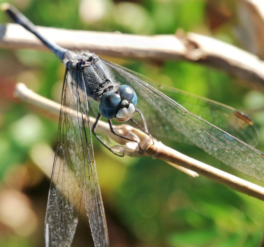 Blue Sapphire Dragonfly