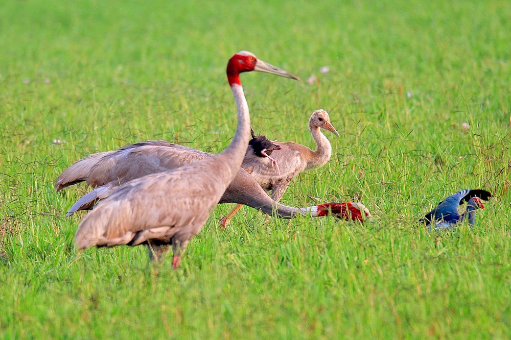 Sarus crane family