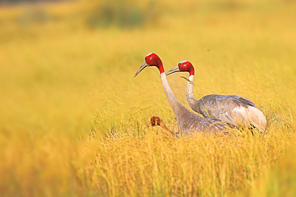 Sarus crane family