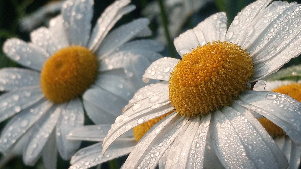 После дождика