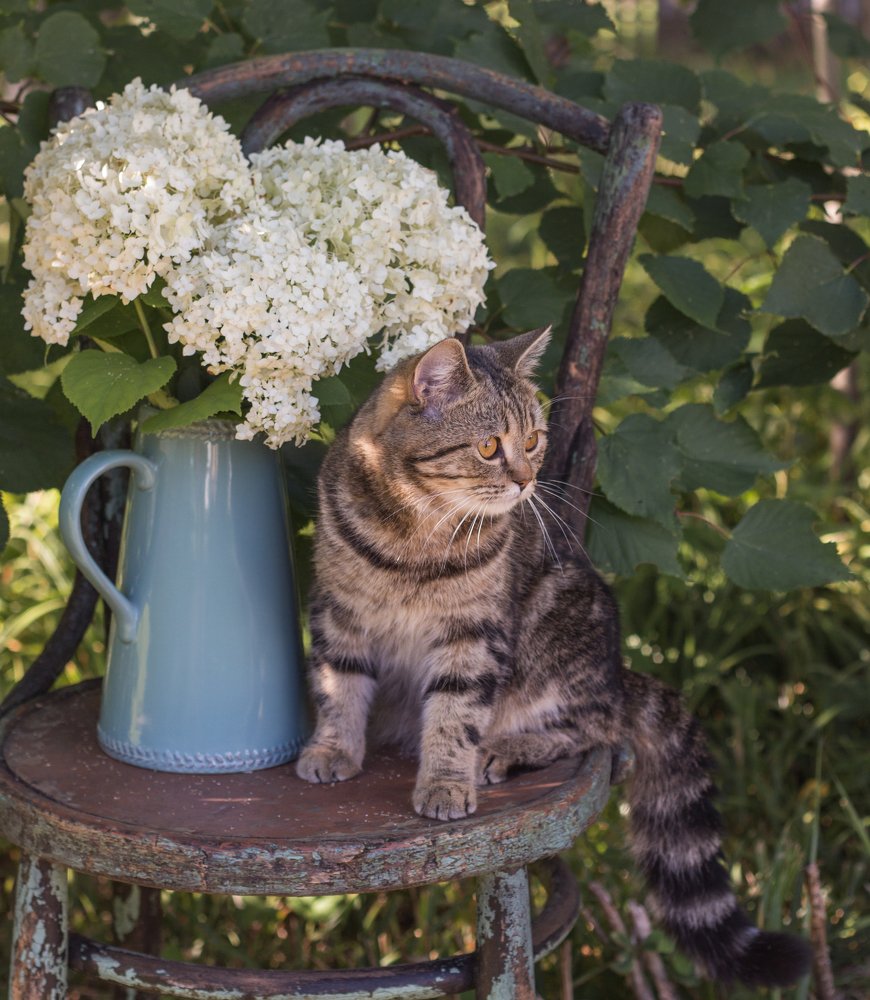 Тиша и гортензия