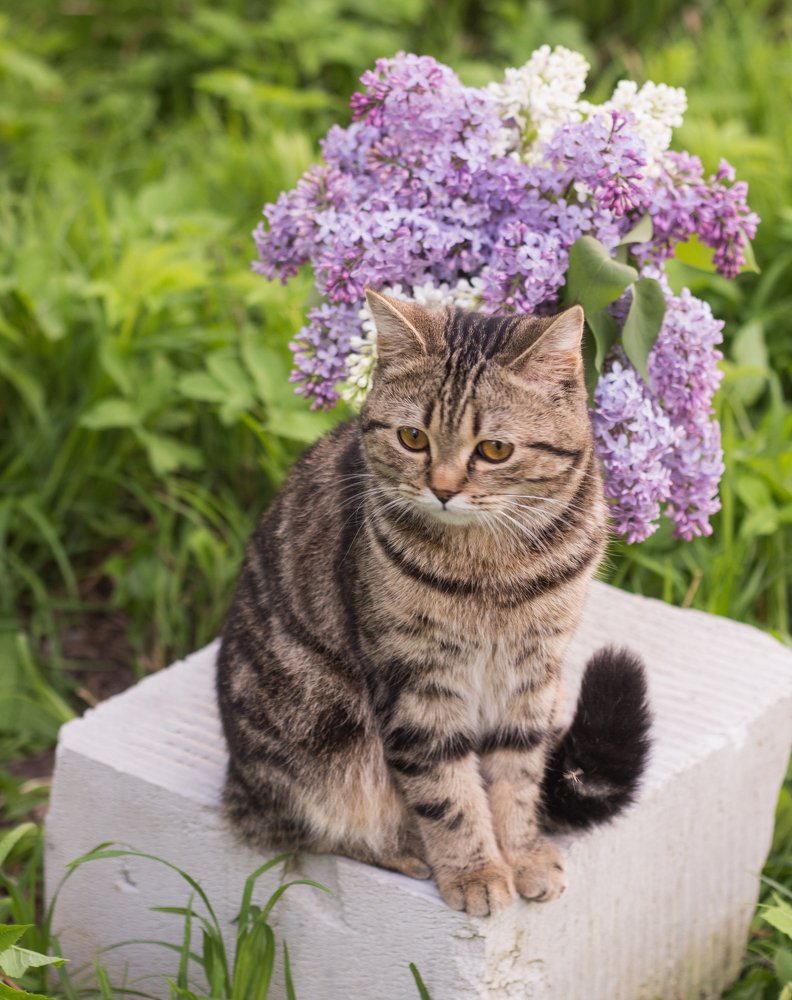 Тиша и сирень