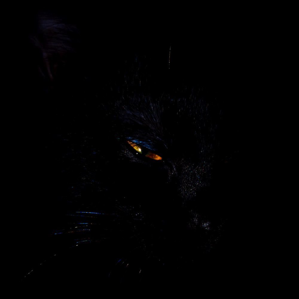 PUG eye - BlackBackground - Square