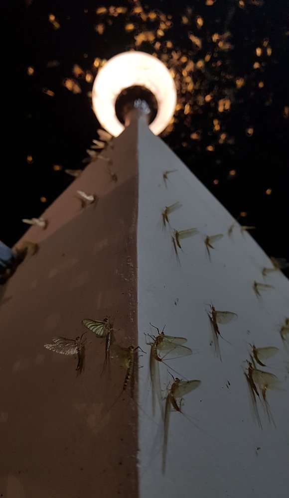 Шел мотыльковый снег