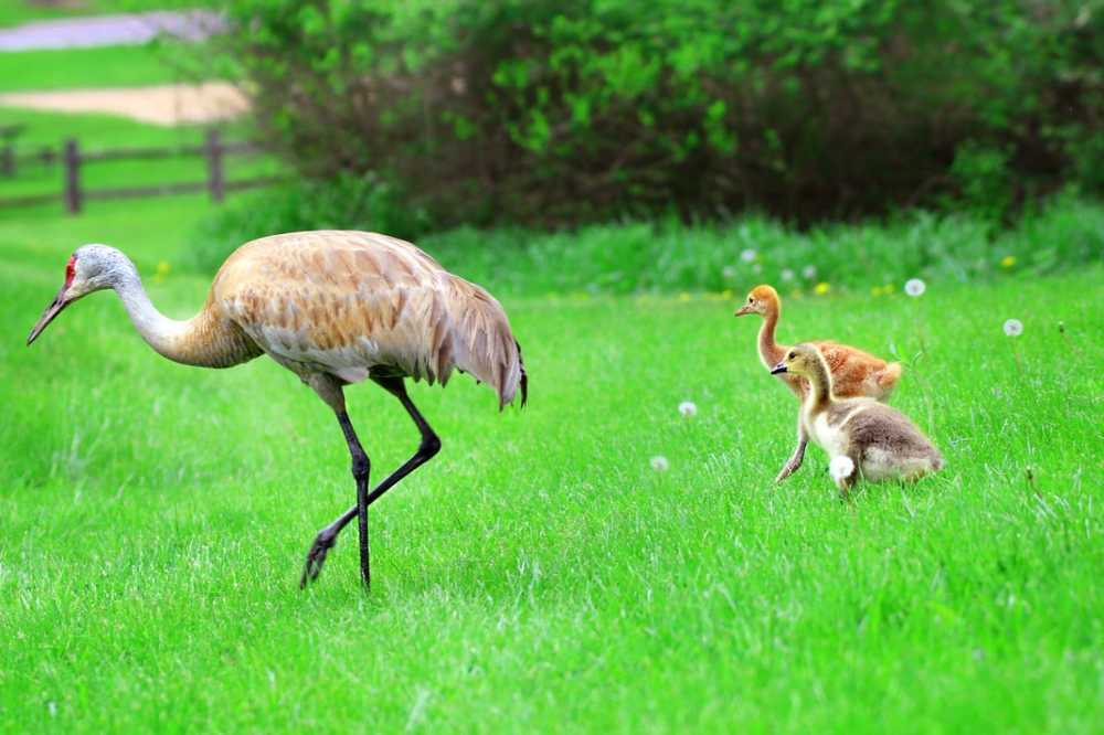 Sandhill crane with Canada gosling as foster child