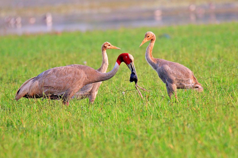 Sarus crane family