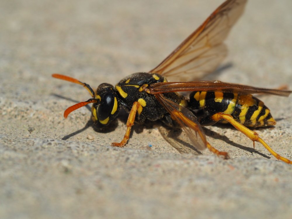wasp