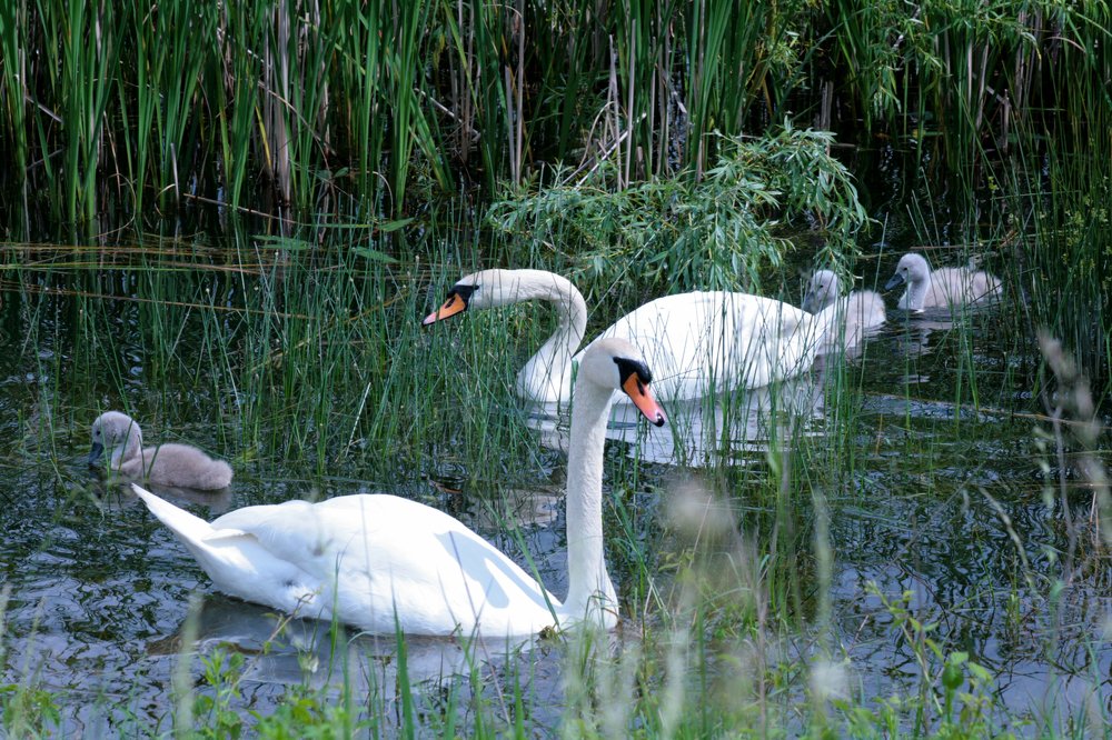 Photograph by Богдан Бигун