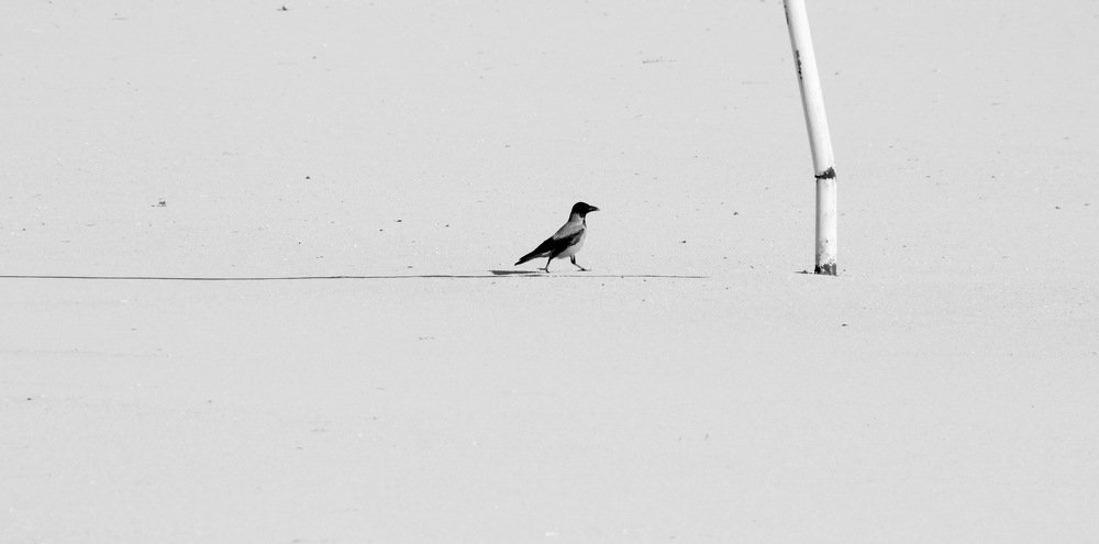 Photograph by Сергей Ладыгин