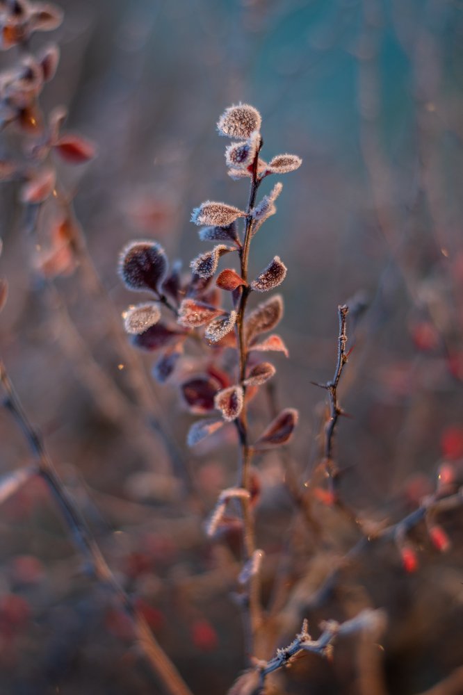 Salty branch