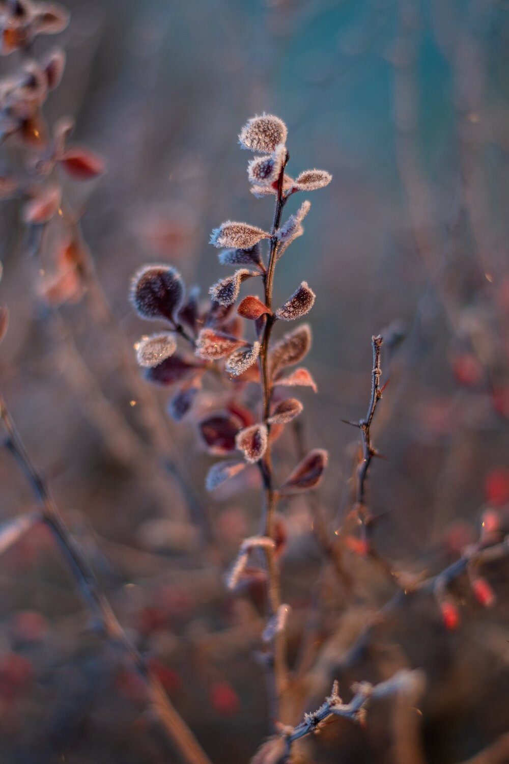 Salty branch
