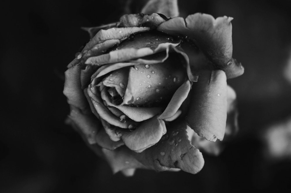 Photograph by Адель Магаева