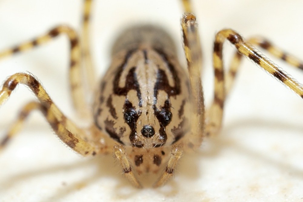 My little 5 mm friend