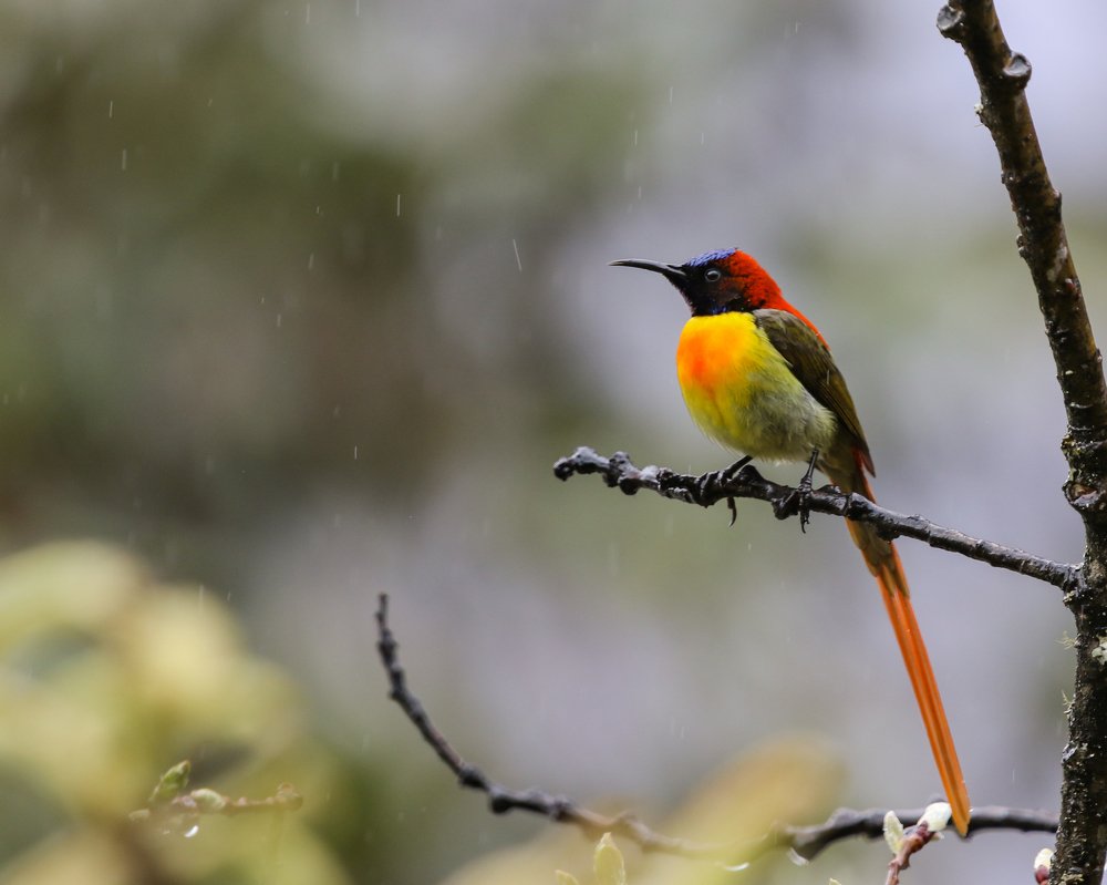 The fiery firetailed sunbird