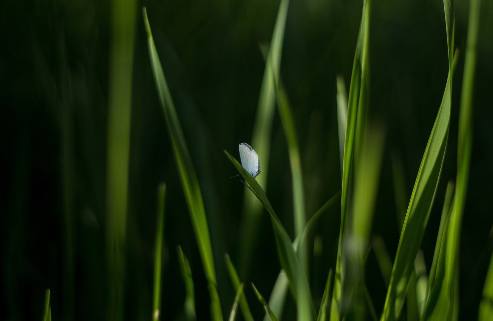 butterfly in the grass