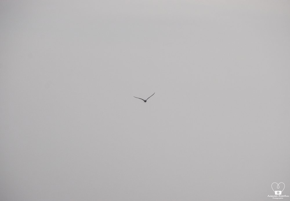 Фотография автора Алексей Боровик