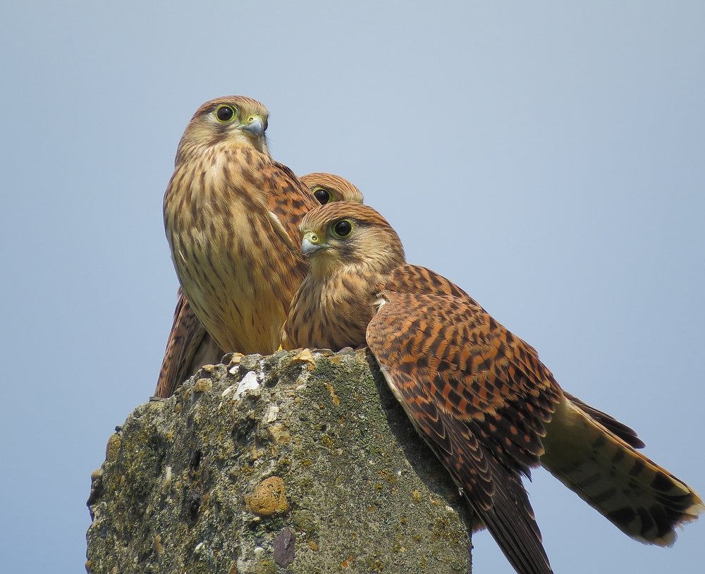 В ожидании обеда.